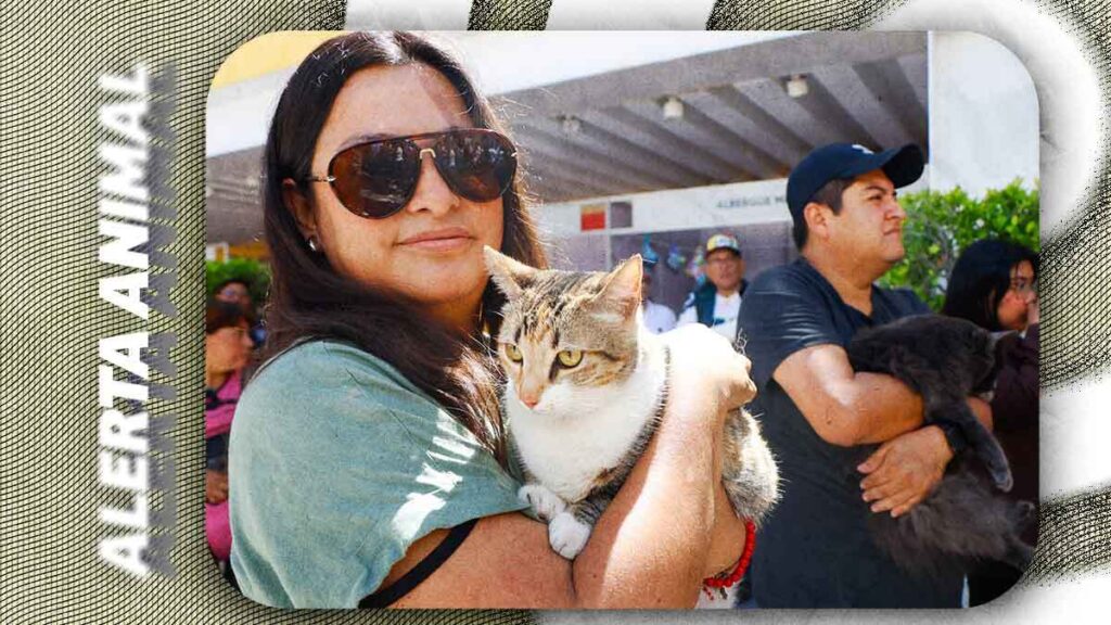 Jornada masiva de esterilización beneficia a 200 perros y gatos en San Andrés Cholula