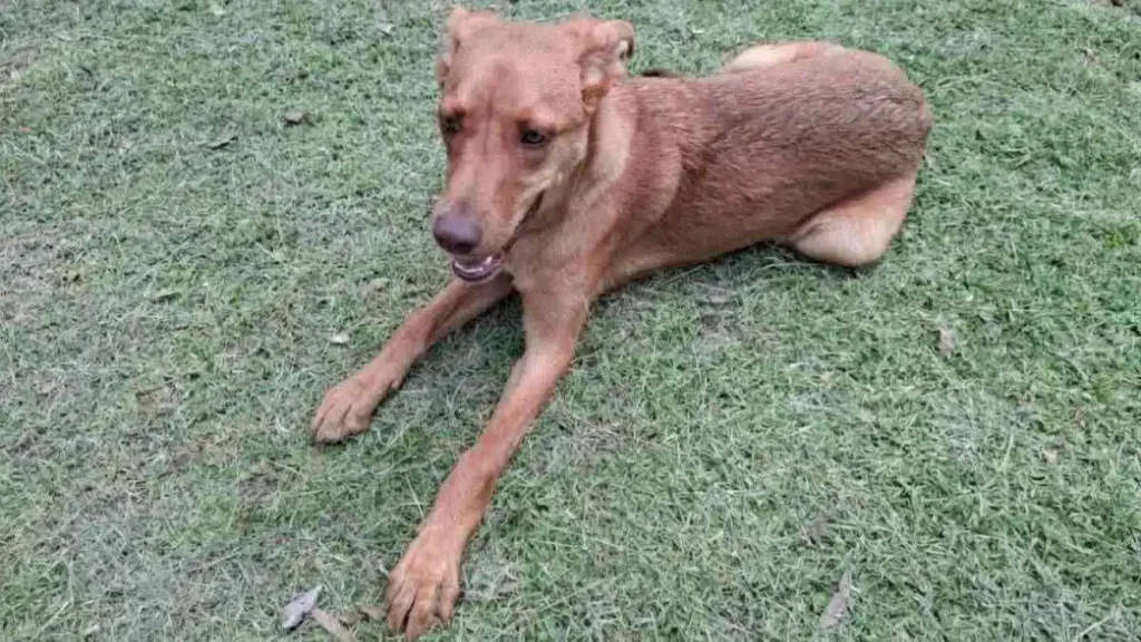 Rescatan a tres perros de maltrato animal en San Andrés Cholula